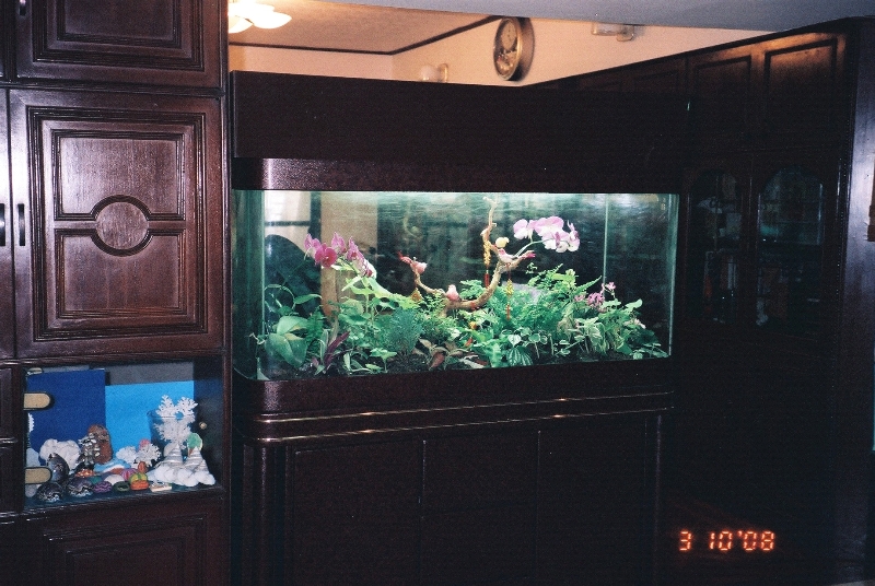 6尺魚缸改造雙面景觀