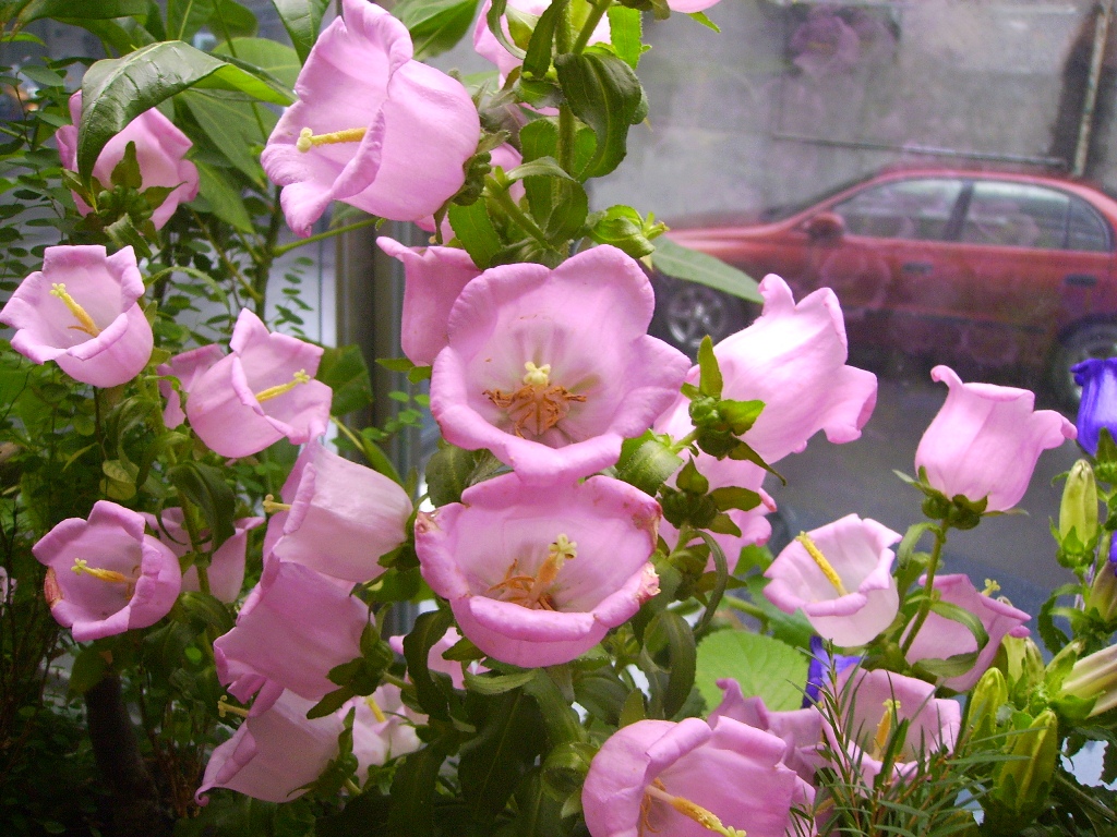 客製化-三面透明內部風鈴花