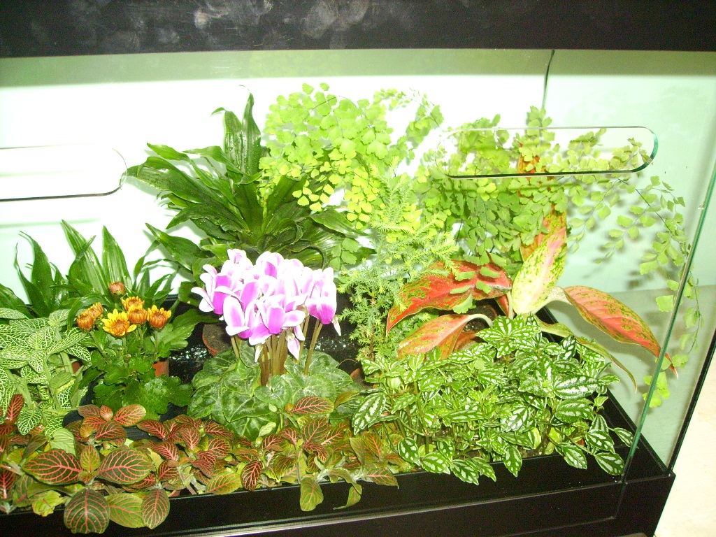 TR-68P鐵線蕨淨化景觀局部