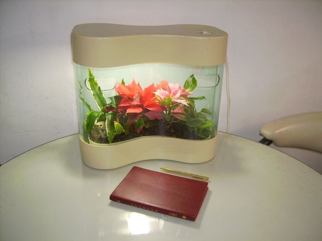 ST-38P聖誕紅淨化景觀