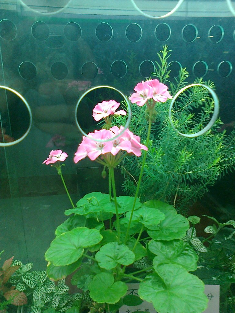 客製化-臺大醫院門診天竺葵