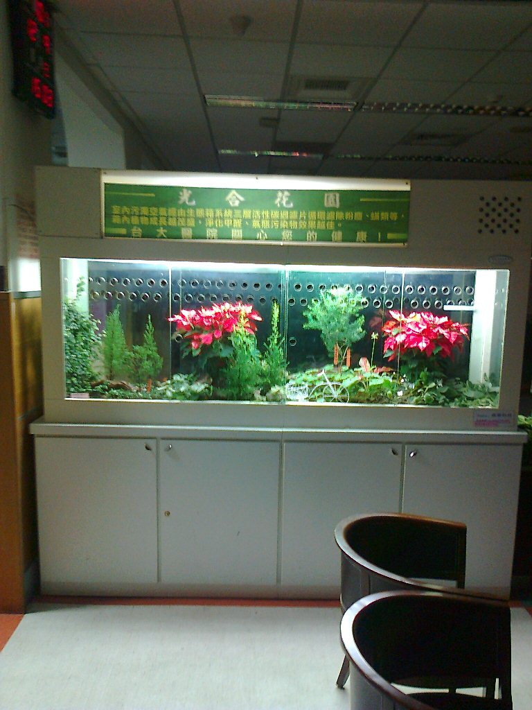 客製化-臺大醫院門診聖誕紅 