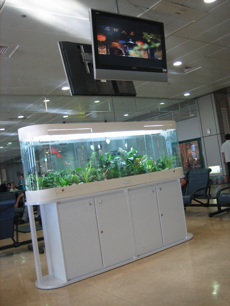 淨化空氣植物展示